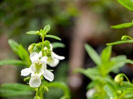 A white flower with green leaves and a green stem photo