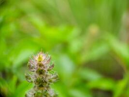 A close up of a flower with green leaves photo