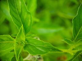 A close up of a plant with green leaves photo