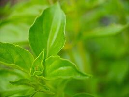 A close up of a green plant with leaves photo