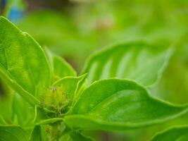 A close up of a green plant with a flower photo