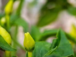 A green plant with yellow flowers and leaves photo