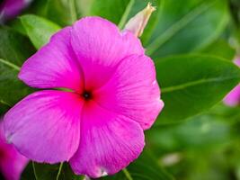 A close up of a pink flower with green leaves photo
