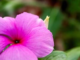 A close up of a purple flower with green leaves photo
