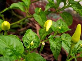 A plant with yellow flowers and green leaves photo