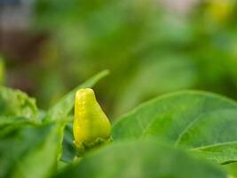 A green plant with yellow peppers growing on it photo