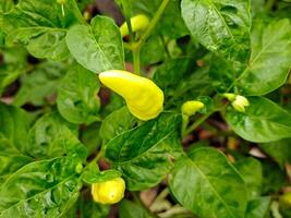 A yellow pepper plant with green leaves photo