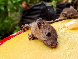 A mouse is sitting on top of a yellow object photo