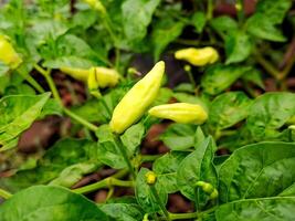 A plant with yellow peppers growing on it photo