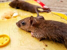A mouse is sitting on a yellow mat photo