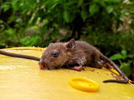 A small brown mouse on top of a yellow barrel photo