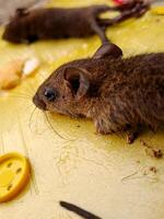 A mouse on a yellow surface photo