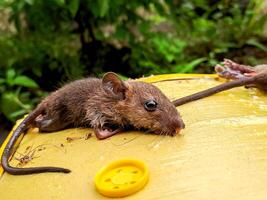 A mouse is sitting on a yellow container photo