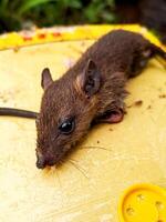 A mouse laying on a yellow box photo