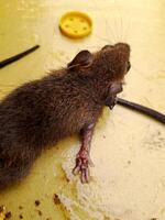 A dead mouse laying on a table photo