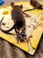 A mouse that is dead photo