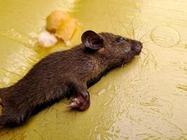 A mouse laying on a yellow surface photo