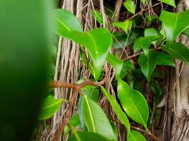 A close up of a plant with green leaves photo