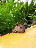 A mouse is sitting on a yellow surfboard photo