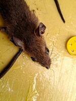 A mouse is laying on a yellow surface photo