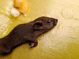 A mouse is on a yellow surface photo