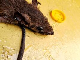 A mouse laying on a yellow surface photo