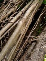 A large tree with many branches and leaves photo