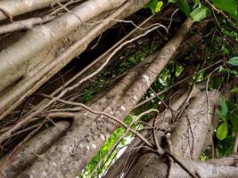 A large tree with many branches and leaves photo