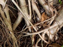 A close up of a tree with a large number of branches photo