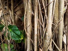 A close up of the roots of a tree photo