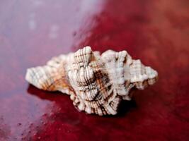 A shell on a red surface with water droplets photo