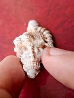 A person holding a shell with their hand photo