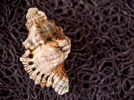A shell on a black background photo
