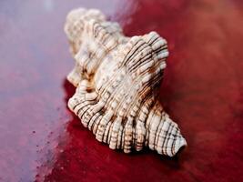 A shell on a red surface with a red background photo