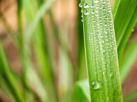 Water droplets on the blade of grass photo