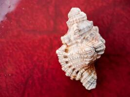 A shell on a red surface photo