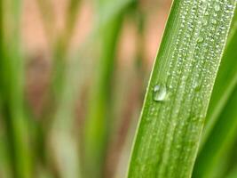 A close up of a leaf with water droplets on it photo