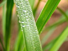 A close up of a plant with water droplets on it photo