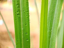 A close up of a plant with water droplets on it photo