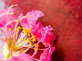 A close up of a pink flower with yellow stamen photo