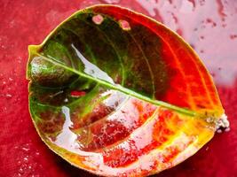 A leaf with water drops on it photo