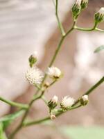 A close up of some white flowers photo