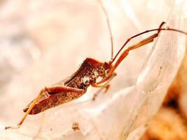 A bug with long legs sitting on a rock photo