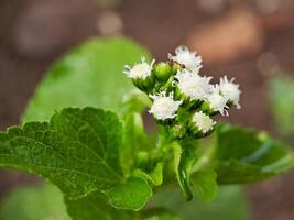 A small plant with white flowers in the dirt photo