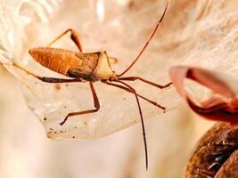A bug is sitting on top of a plastic bag photo