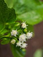 A close up of a plant with white flowers photo