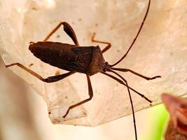 A bug is sitting on a bag photo