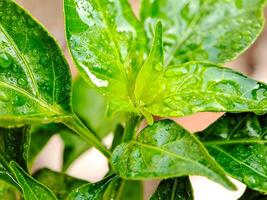 A close up of a plant with water droplets on it photo