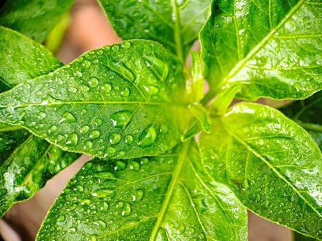 A close up of a plant with water droplets on it photo