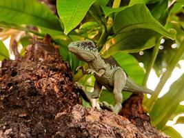 A toy dinosaur is standing on a tree branch photo
